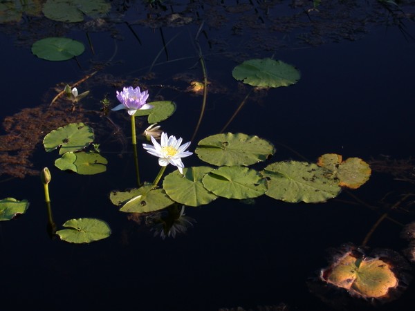 Waterlillies (Fogg Dam)